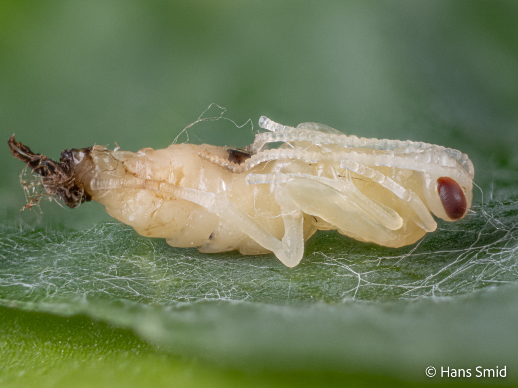Hyposoter ebeninus parasitoid wasp  Pupa dissected from caterpillar 002
