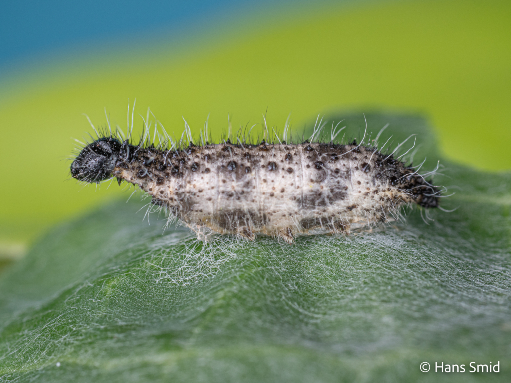 Hyposoter ebeninus parasitoid wasp  Pupa in Pieris brassicae caterpillar host 001