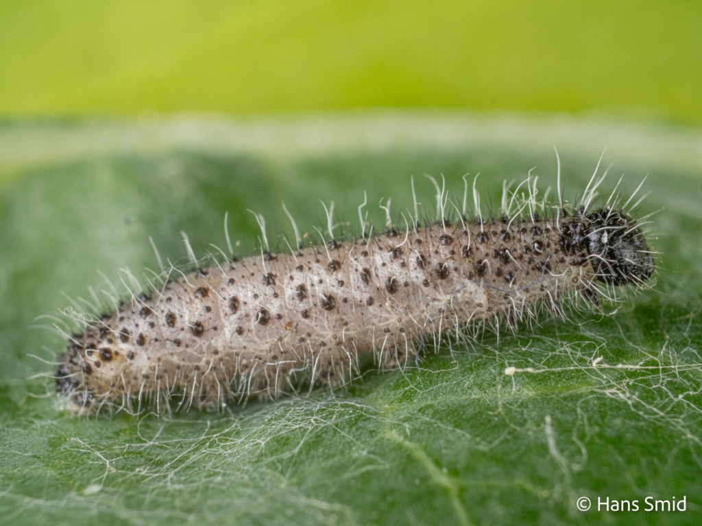 Hyposoter ebeninus parasitoid wasp  Pupa in mummified Pieris brassicae caterpillaer host 002