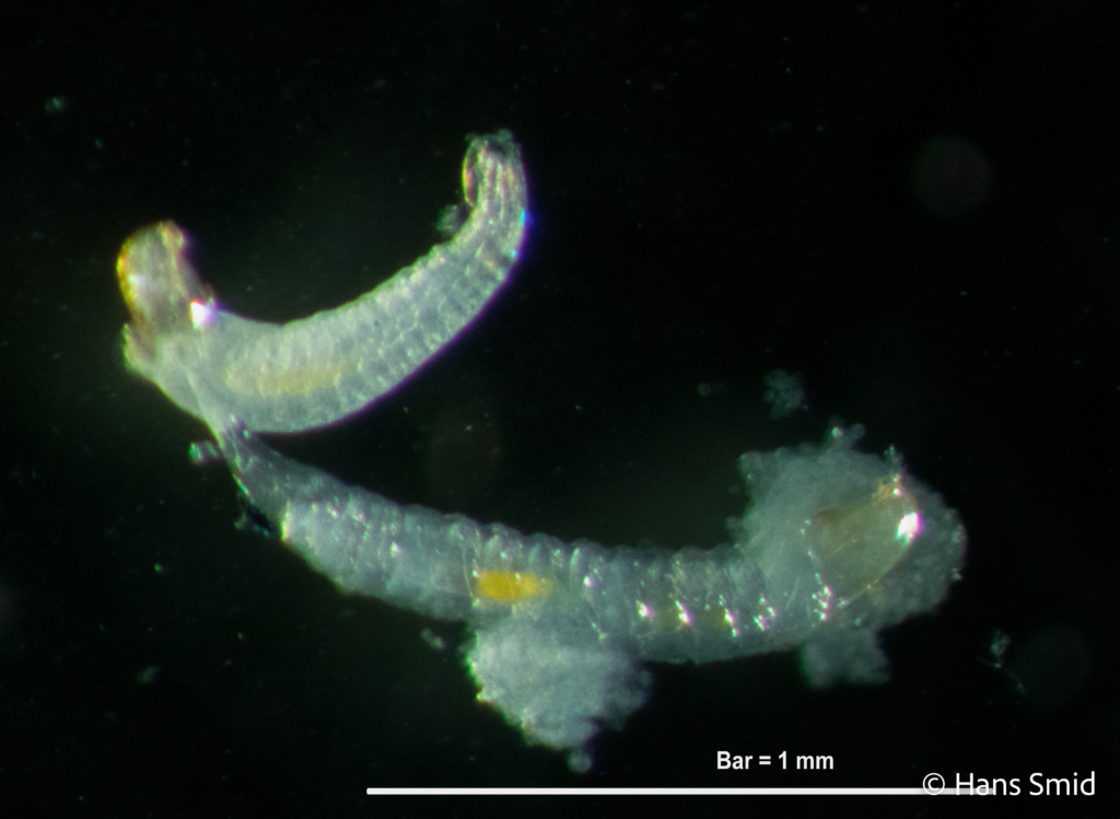 Hyposoter ebeninus parasitoid wasp  young larva partially encapsulated  dissected 001
