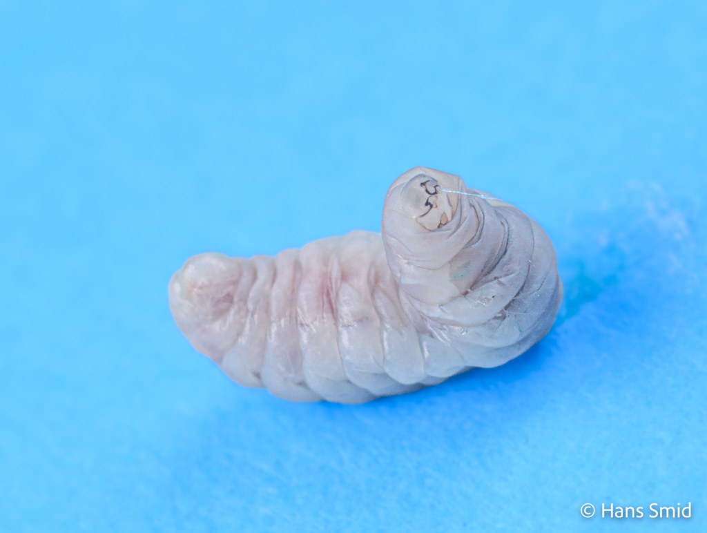 Hyposoter ebeninus parasitoid wasp fully grown larva spinning a cocoon dissected from host caterpillar 001
