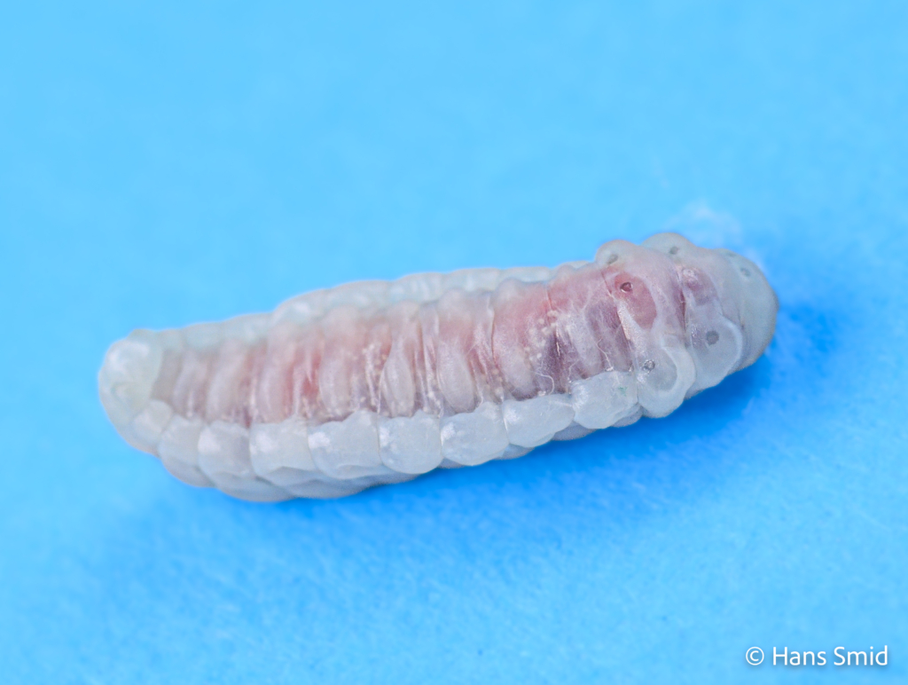 Hyposoter ebeninus parasitoid wasp fully grown larva spinning a cocoon dissected from host caterpillar 002