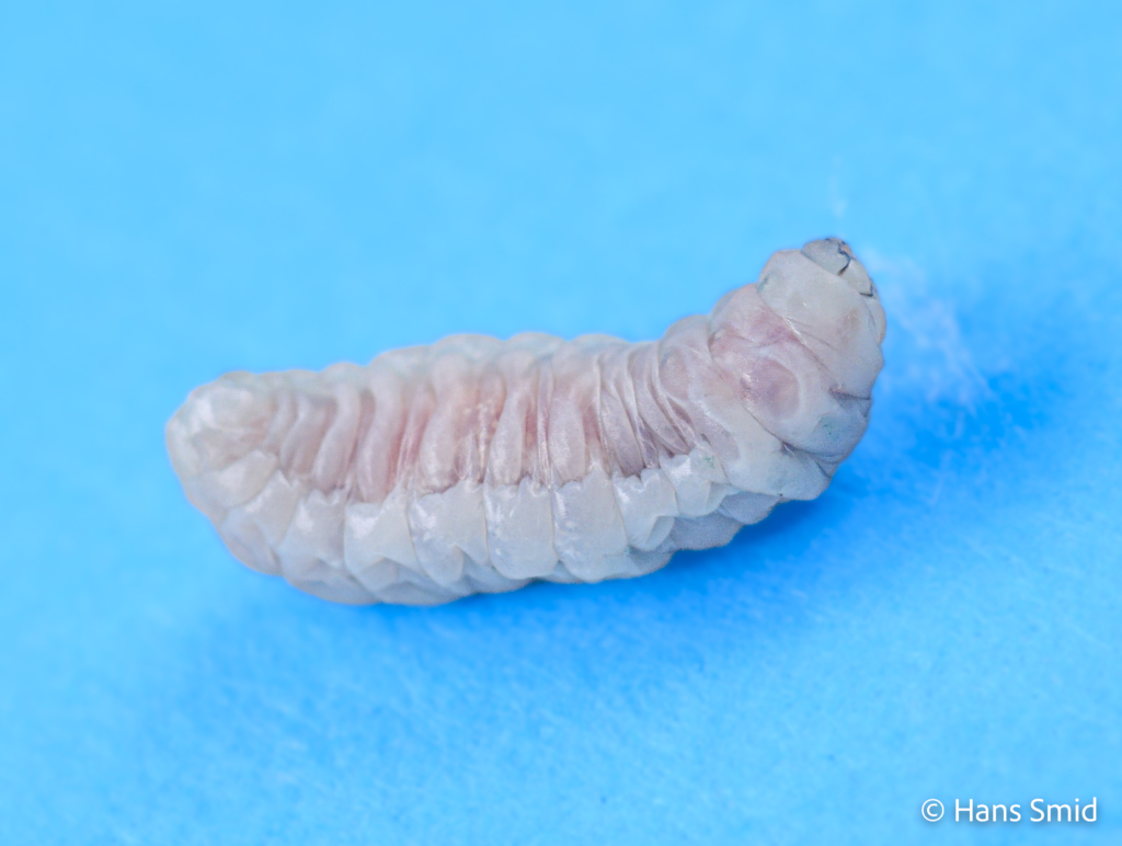 Hyposoter ebeninus parasitoid wasp fully grown larva spinning a cocoon dissected from host caterpillar 003