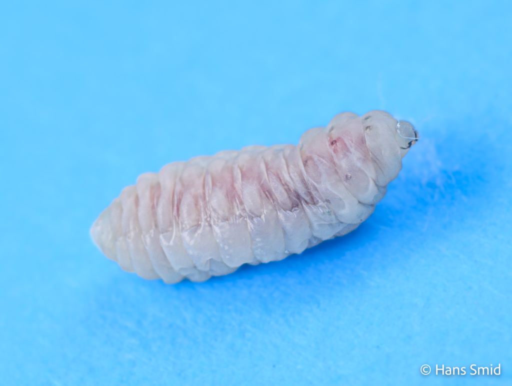 Hyposoter ebeninus parasitoid wasp fully grown larva spinning a cocoon dissected from host caterpillar 004