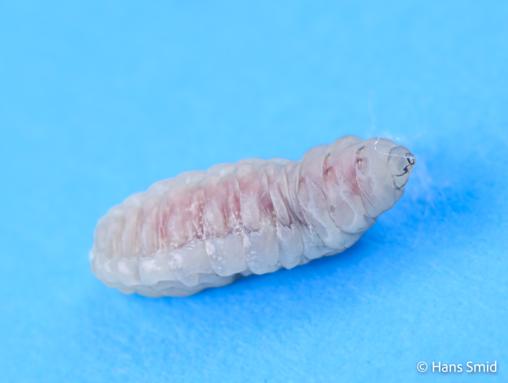 Hyposoter ebeninus parasitoid wasp fully grown larva spinning a cocoon dissected from host caterpillar 005