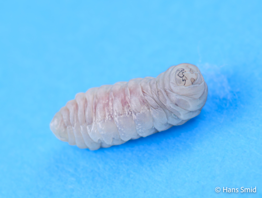 Hyposoter ebeninus parasitoid wasp fully grown larva spinning a cocoon dissected from host caterpillar 006