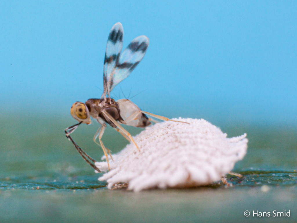 Leptomastix abnormis parasitoid wasp on Mealybug Planococcus citri 001
