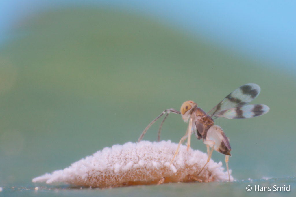 Leptomastix abnormis parasitoid wasp on Mealybug Planococcus citri 002