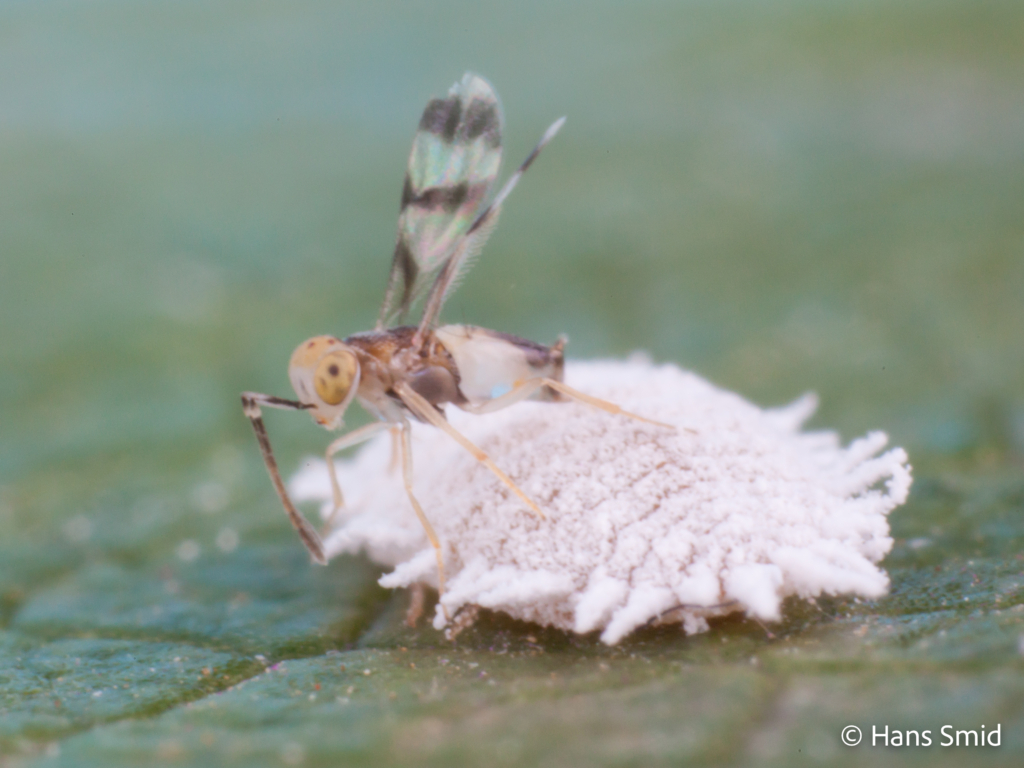 Leptomastix abnormis parasitoid wasp on Mealybug Planococcus citri 003