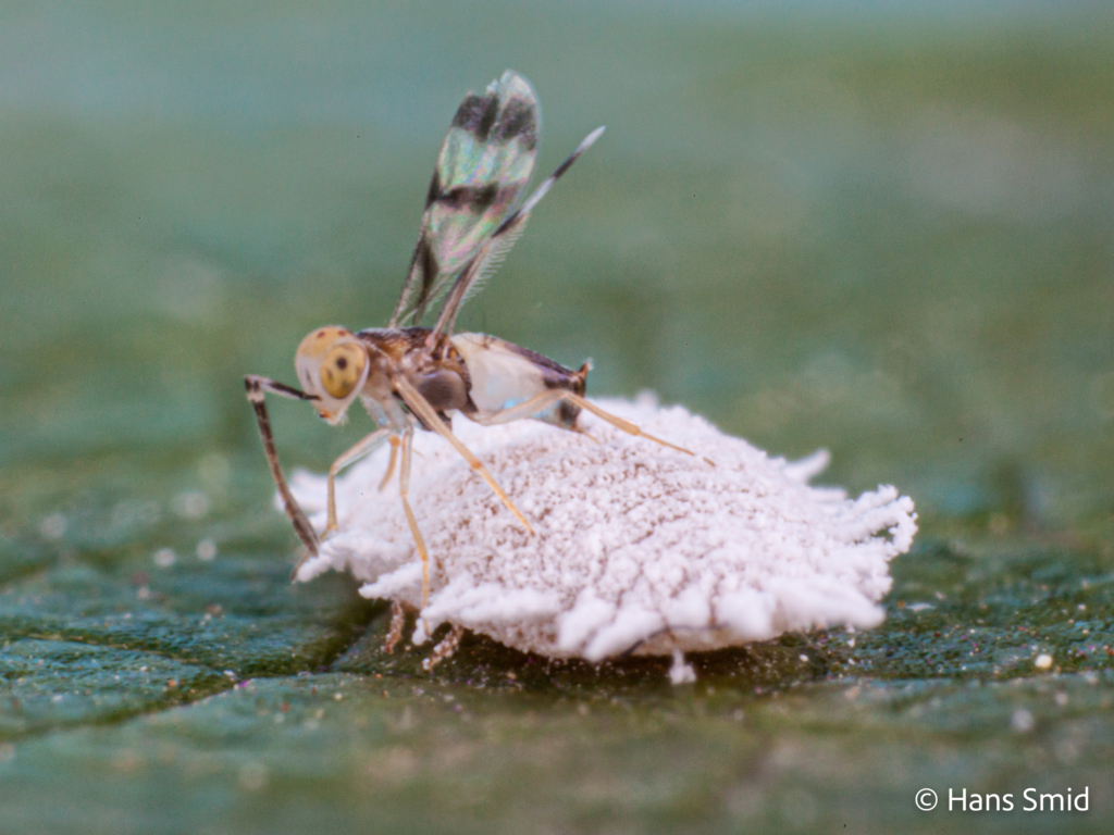 Leptomastix abnormis parasitoid wasp on Mealybug Planococcus citri 004