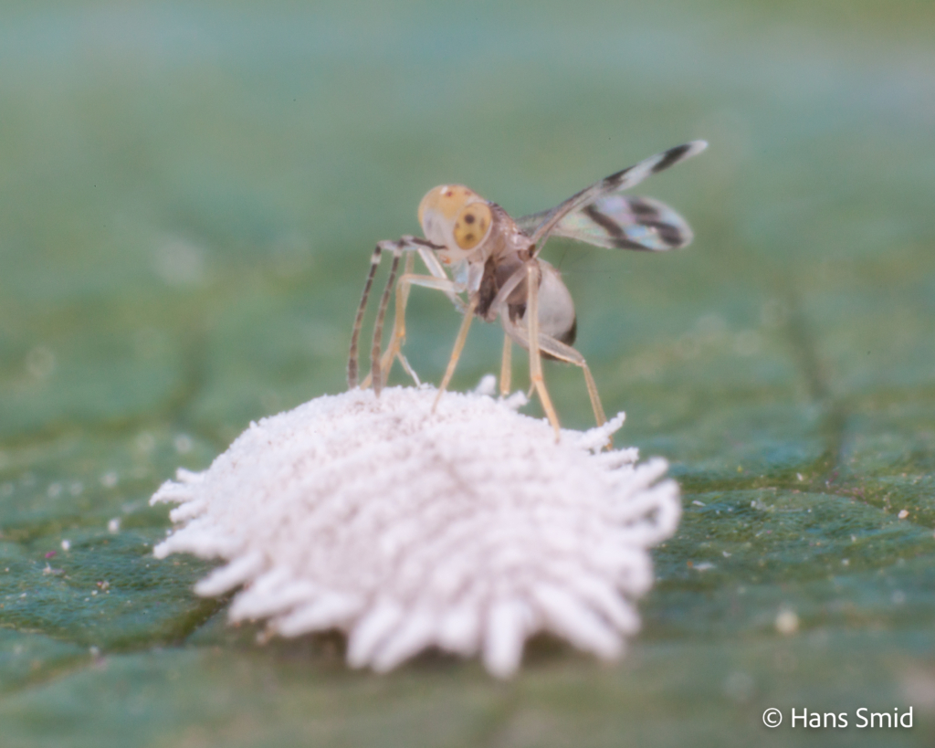 Leptomastix abnormis parasitoid wasp on Mealybug Planococcus citri 005