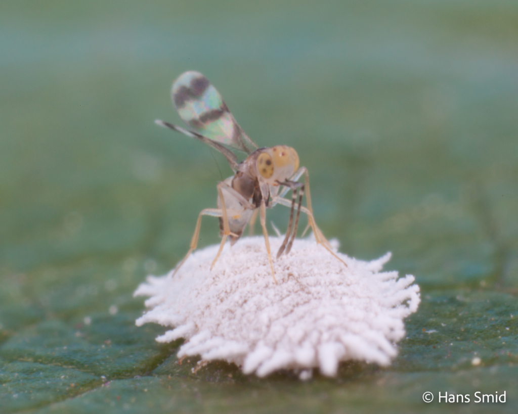 Leptomastix abnormis parasitoid wasp on Mealybug Planococcus citri 006