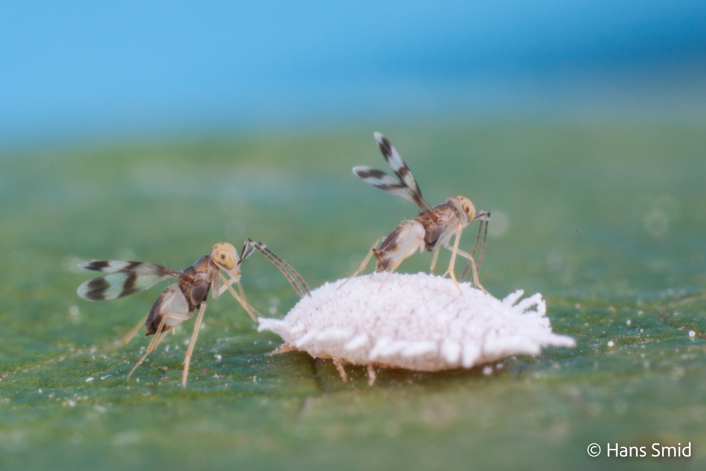 Leptomastix abnormis parasitoid wasp on Mealybug Planococcus citri 007
