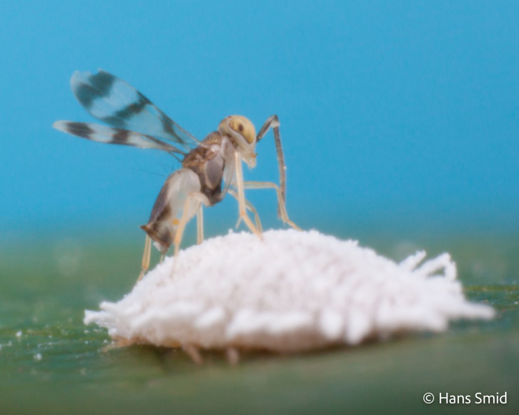 Leptomastix abnormis parasitoid wasp on Mealybug Planococcus citri 008