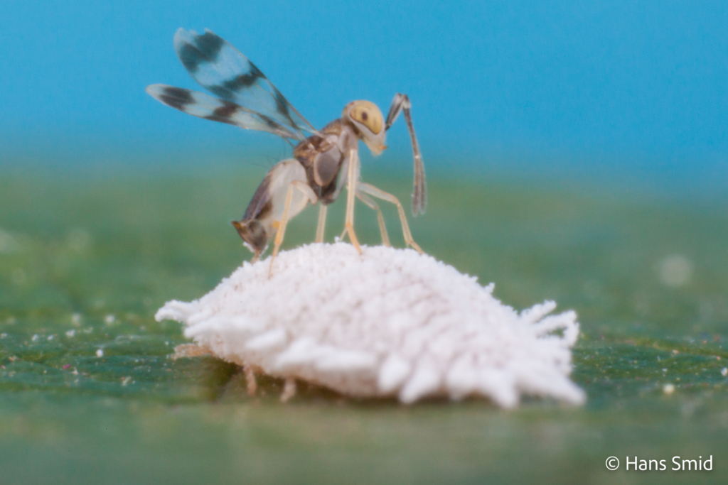 Leptomastix abnormis parasitoid wasp on Mealybug Planococcus citri 009