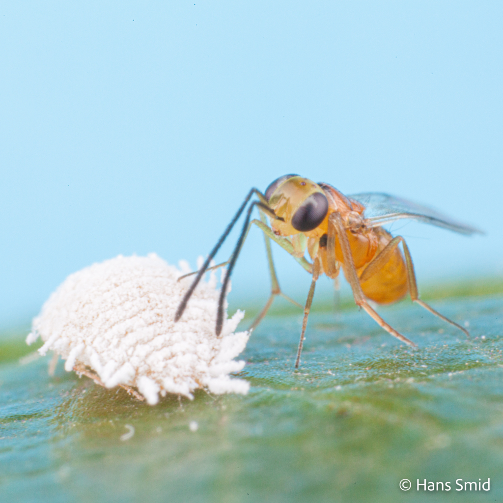 Leptomastix dactylopii Parasitoid wasp on Mealybug Planococcus citri 001