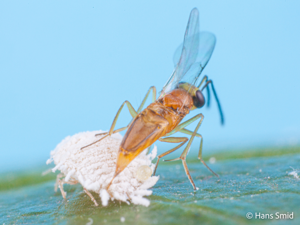 Leptomastix dactylopii Parasitoid wasp on Mealybug Planococcus citri 002
