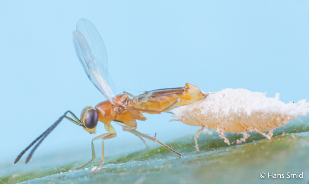 Leptomastix dactylopii Parasitoid wasp on Mealybug Planococcus citri 003