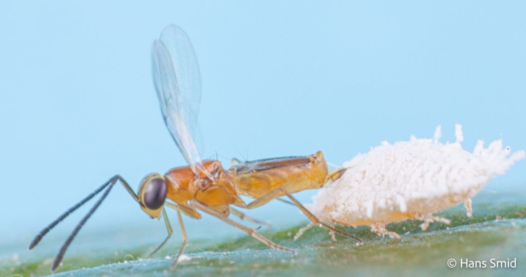 Leptomastix dactylopii Parasitoid wasp on Mealybug Planococcus citri 004