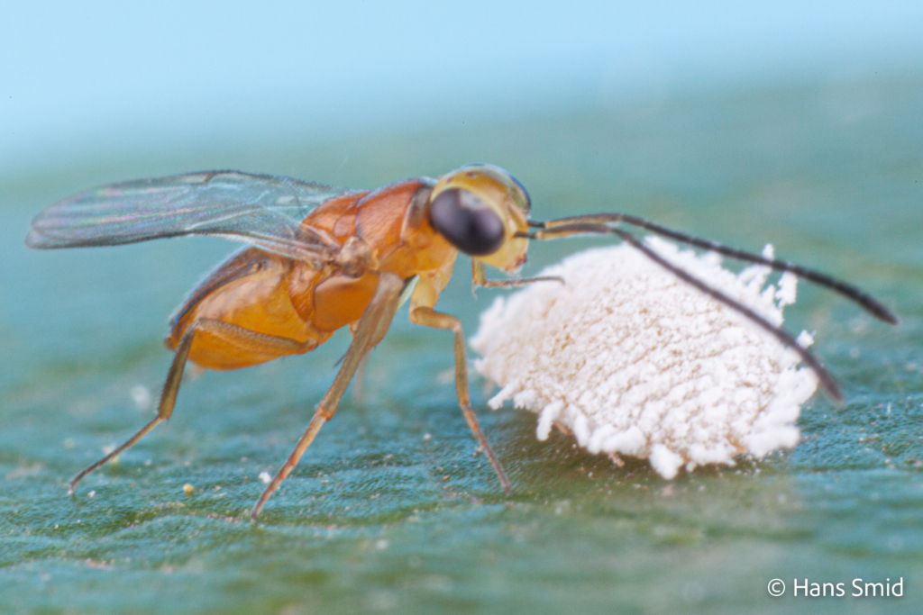 Leptomastix dactylopii Parasitoid wasp on Mealybug Planococcus citri 005