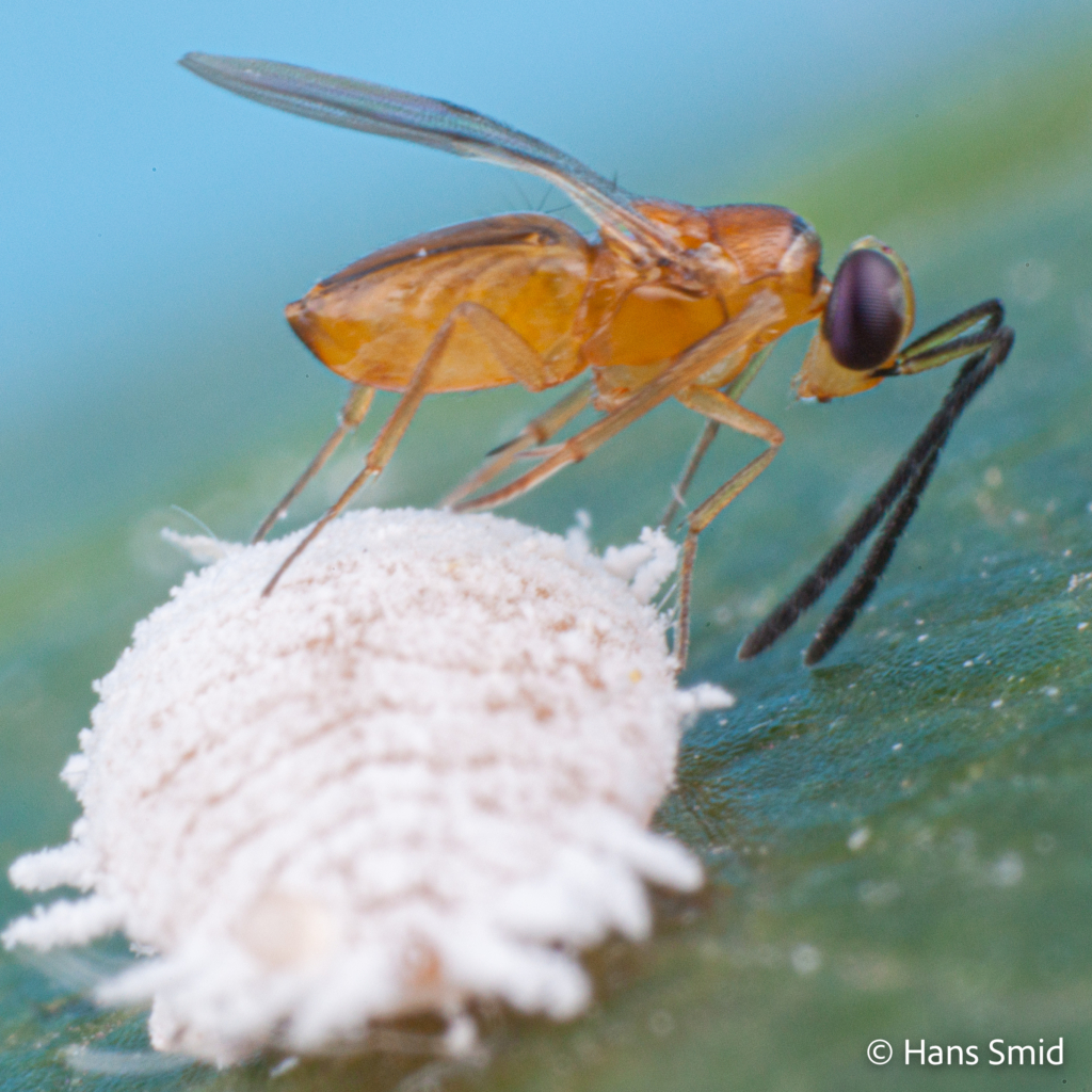 Leptomastix dactylopii Parasitoid wasp on Mealybug Planococcus citri 006