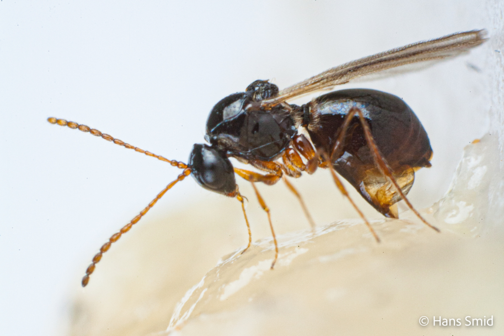 Leptopilina heterotoma parasitoid wasp 001