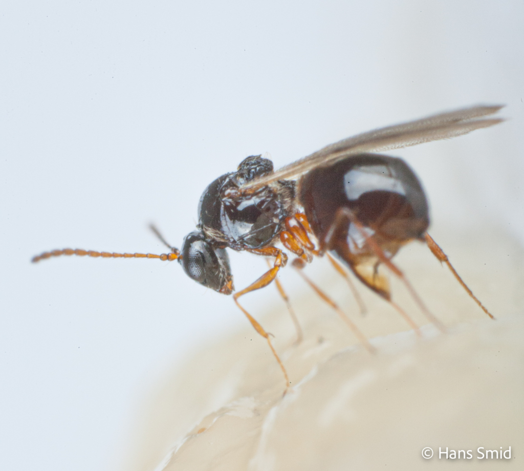 Leptopilina heterotoma parasitoid wasp 002