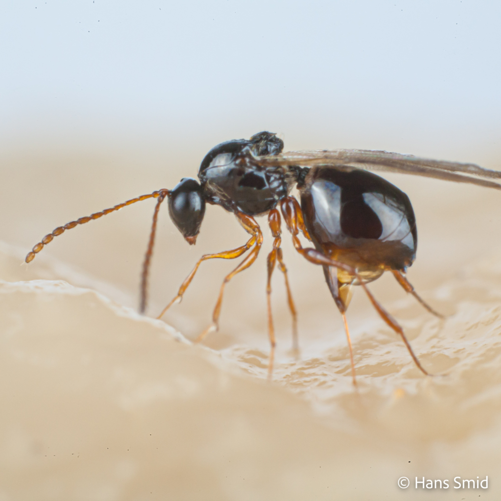 Leptopilina heterotoma parasitoid wasp 003