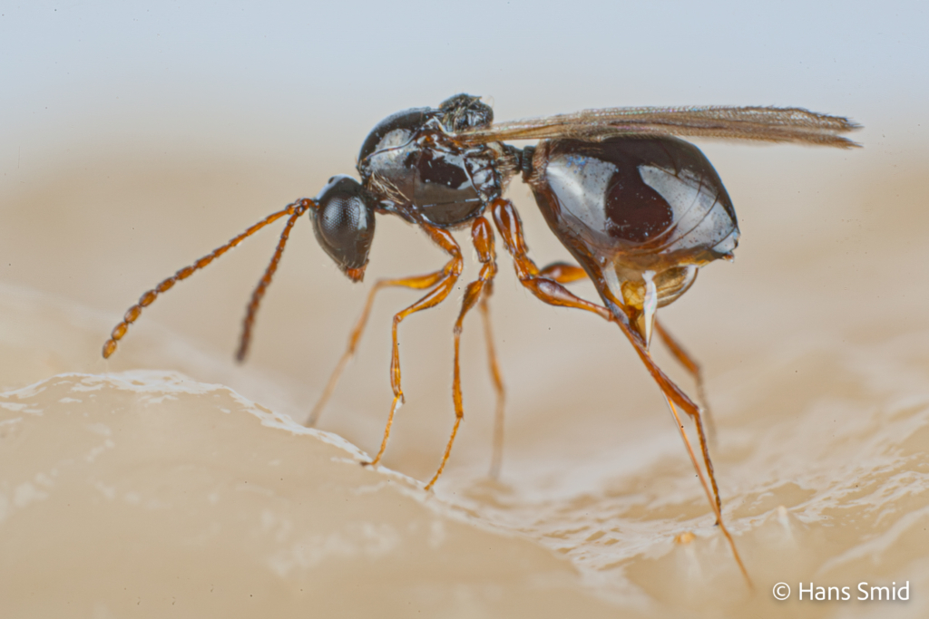 Leptopilina heterotoma parasitoid wasp 004