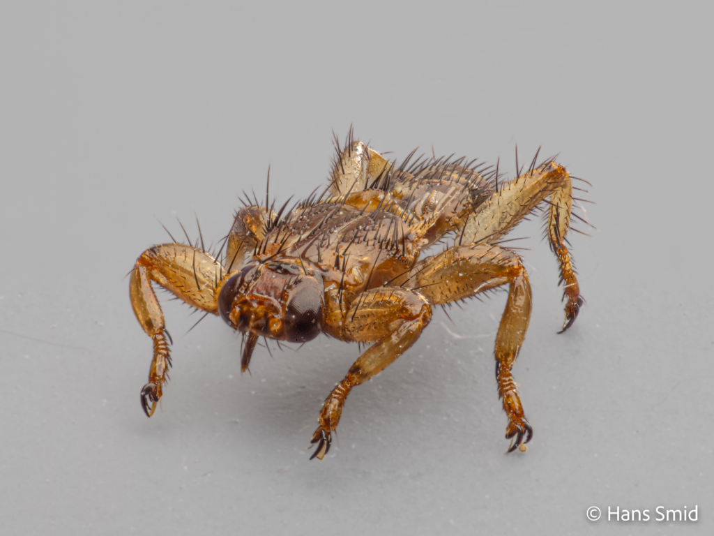 Lipoptena cervi Deer fly wings shed off 001