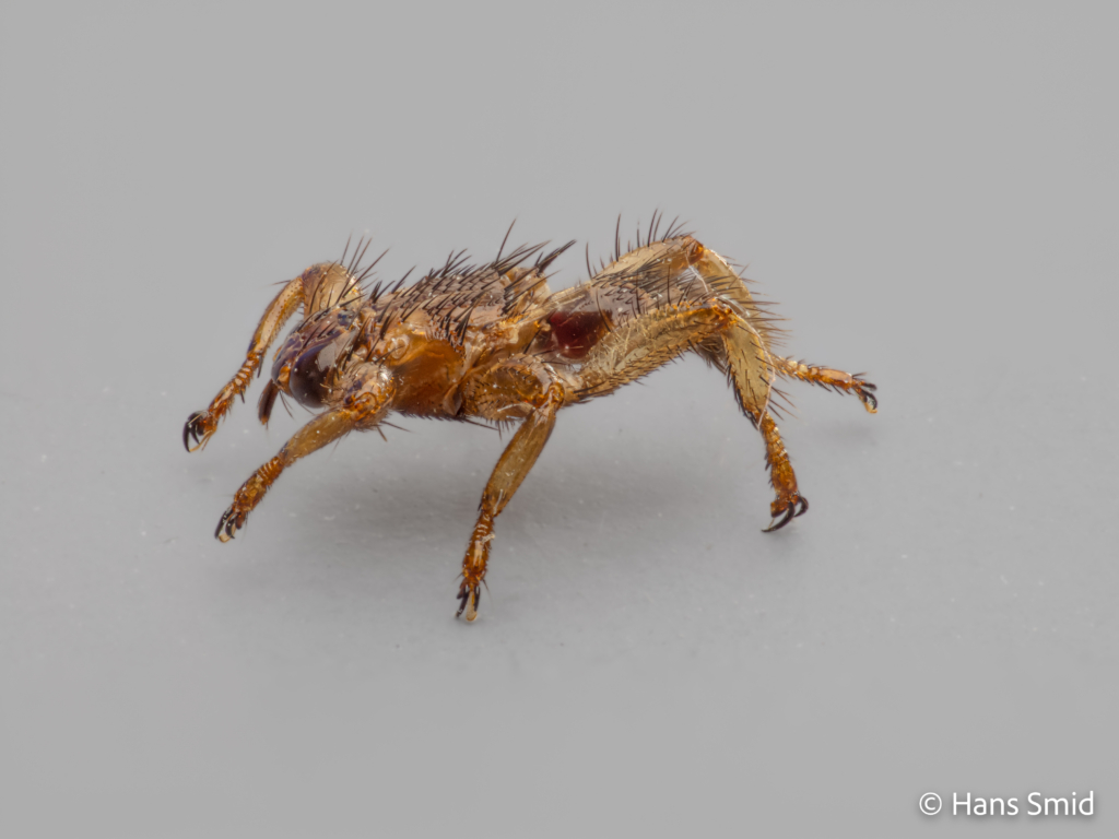 Lipoptena cervi Deer fly wings shed off 002