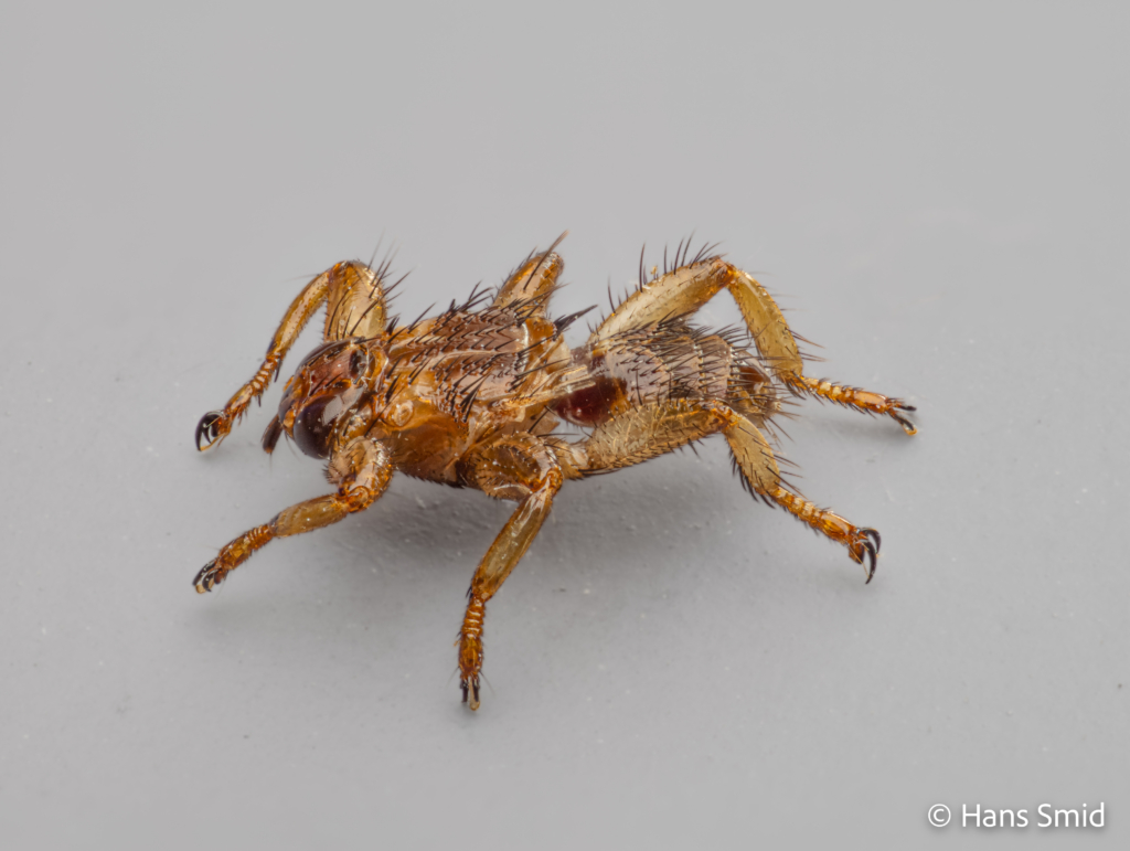 Lipoptena cervi Deer fly wings shed off 003