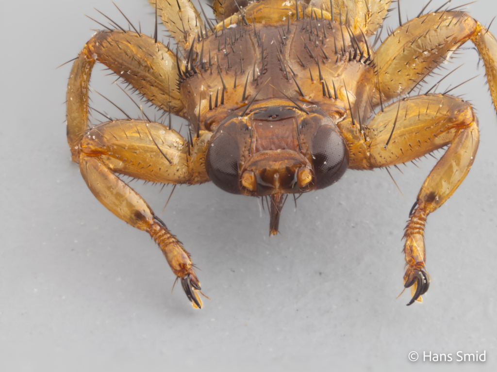 Lipoptena cervi Deer fly wings shed off 004