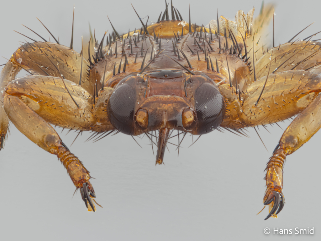 Lipoptena cervi Deer fly wings shed off 005