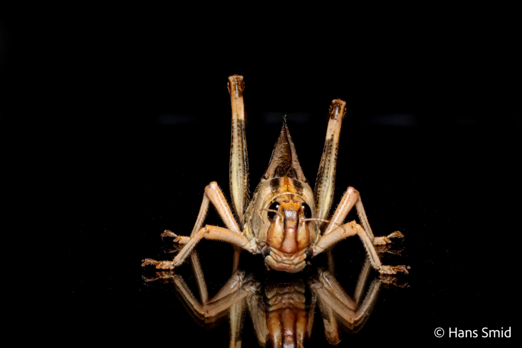 Locusta migratoria migratory locust black background 002