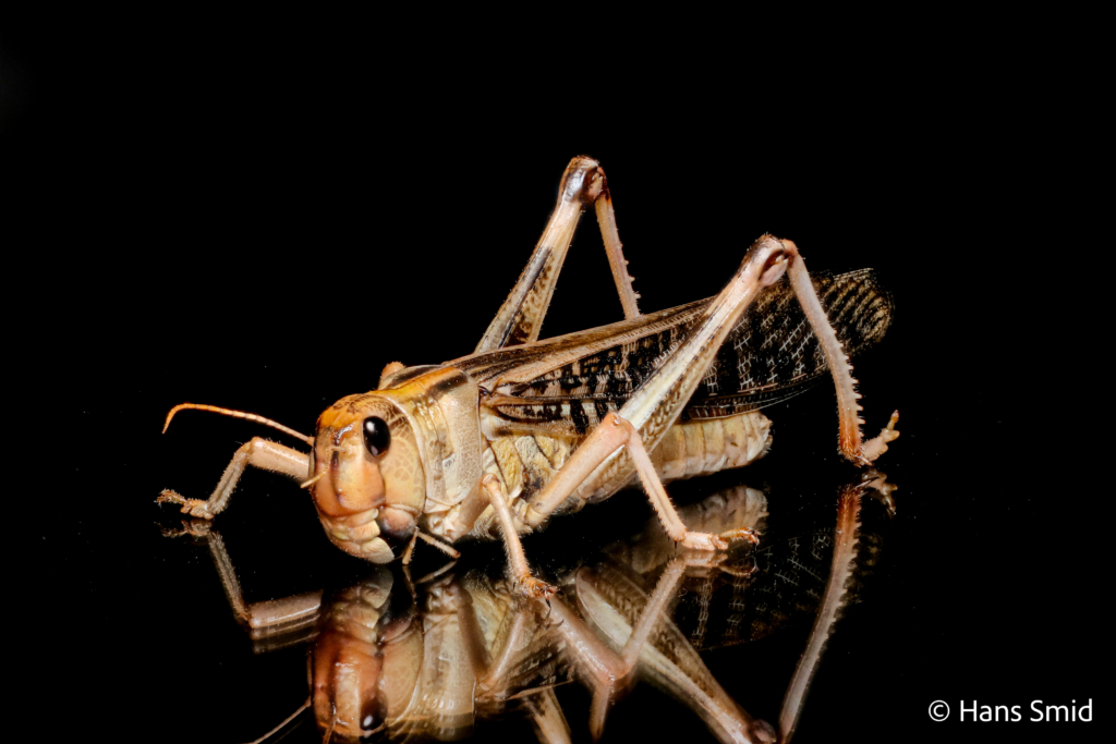 Locusta migratoria migratory locust black background 004