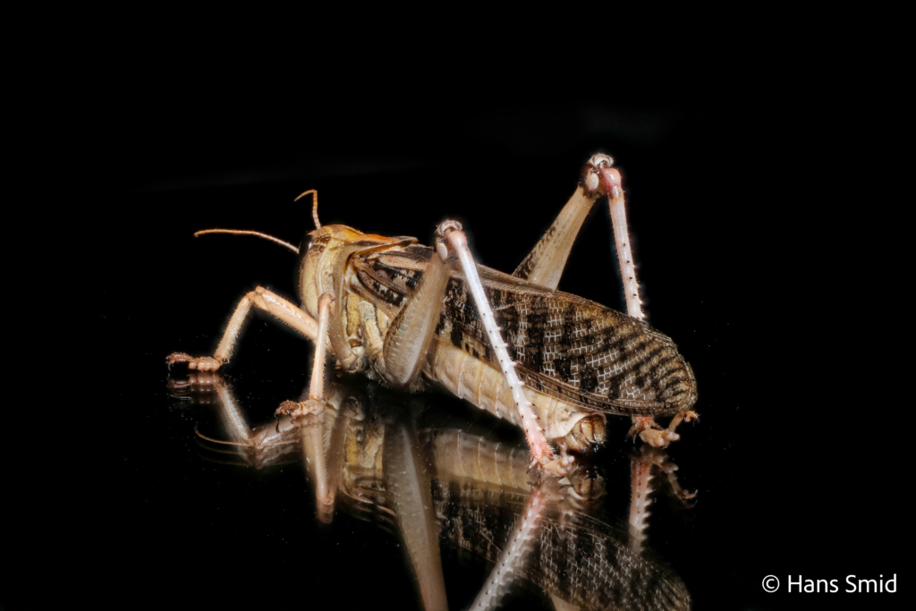 Locusta migratoria migratory locust black background 007