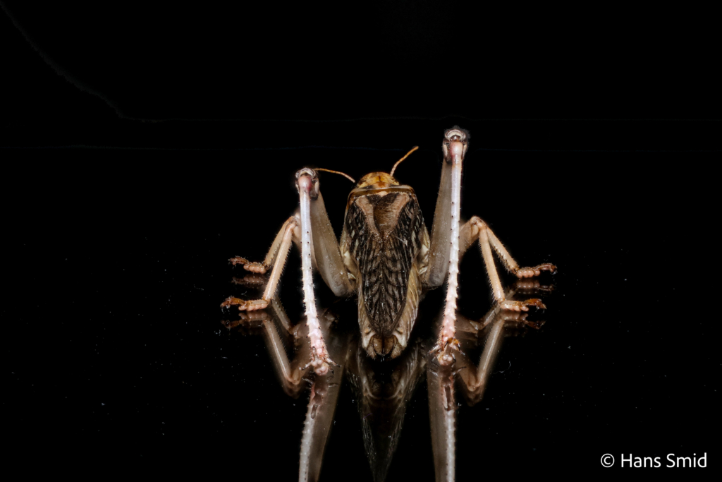 Locusta migratoria migratory locust black background 008
