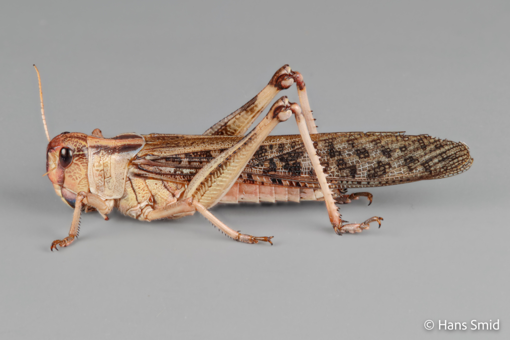 Locusta migratoria migratory locust grey background 001