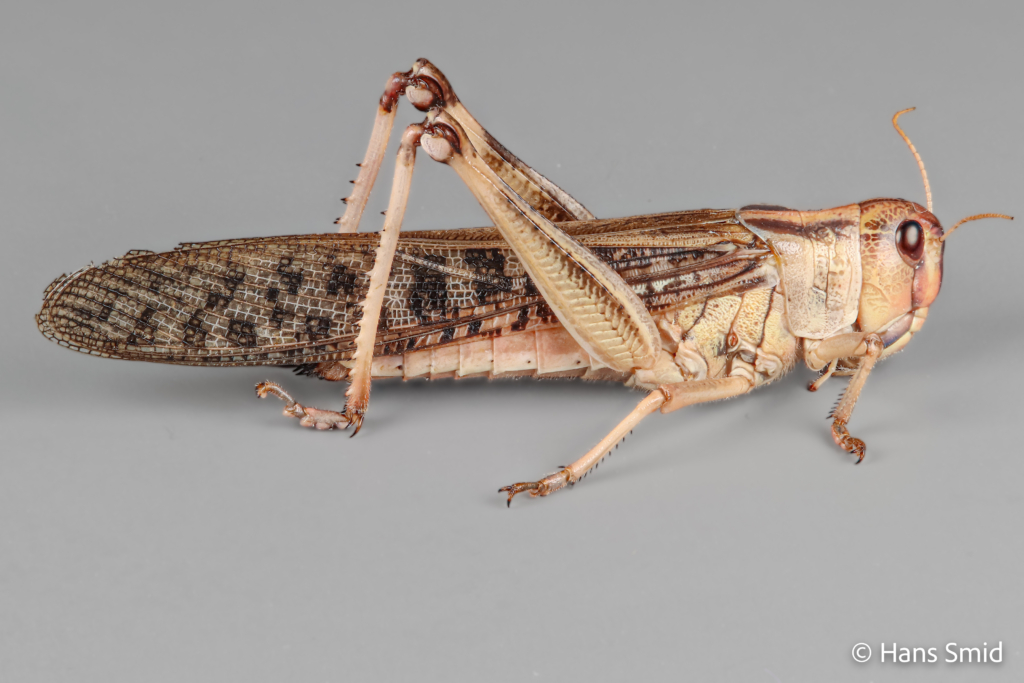 Locusta migratoria migratory locust grey background 003 1