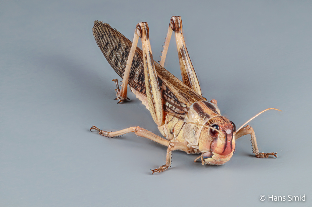 Locusta migratoria migratory locust grey background 004 1