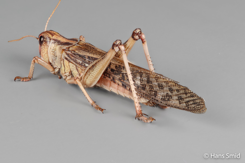 Locusta migratoria migratory locust grey background 006 1
