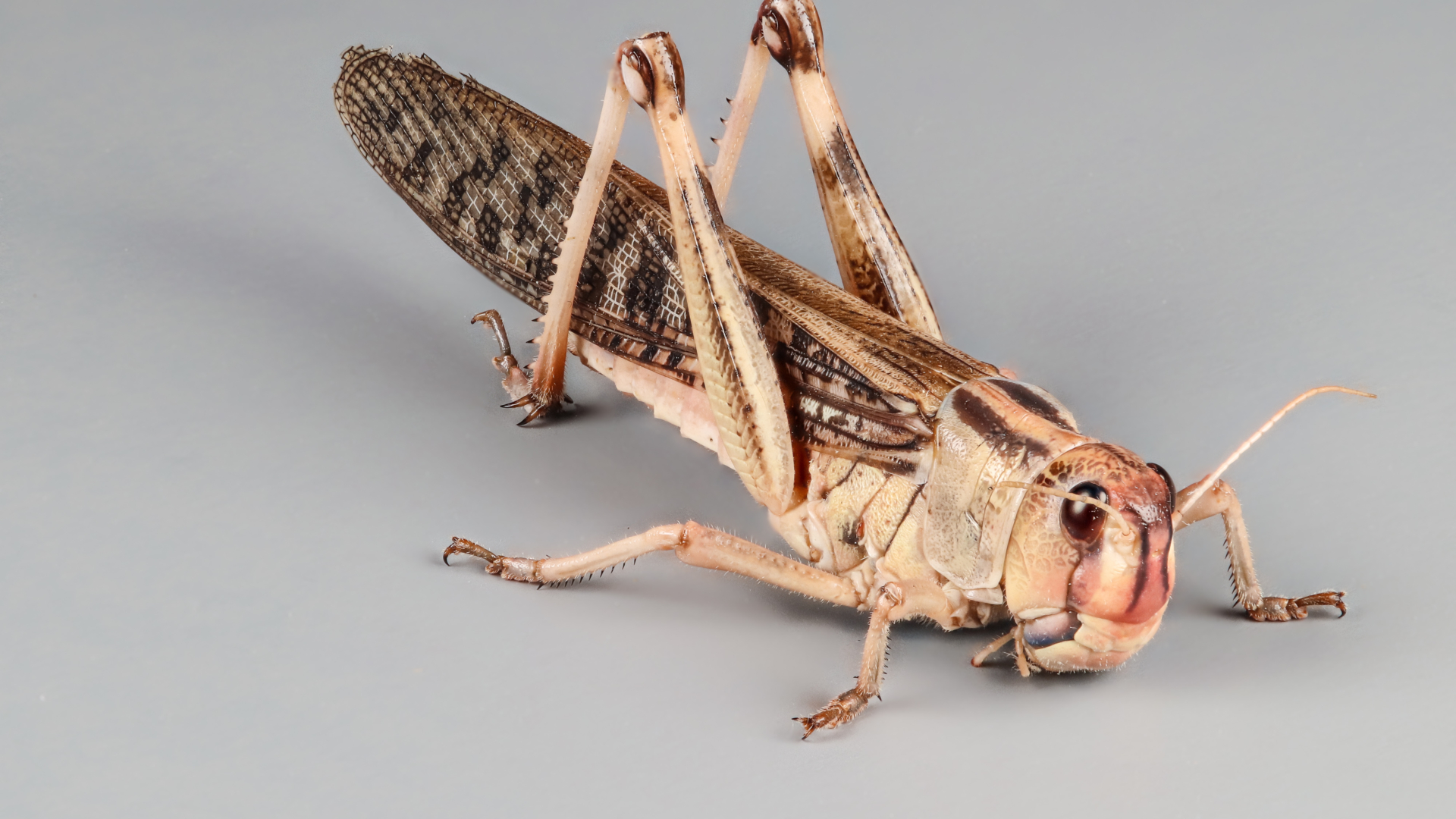 Locusta migratoria migratory locust grey background 006