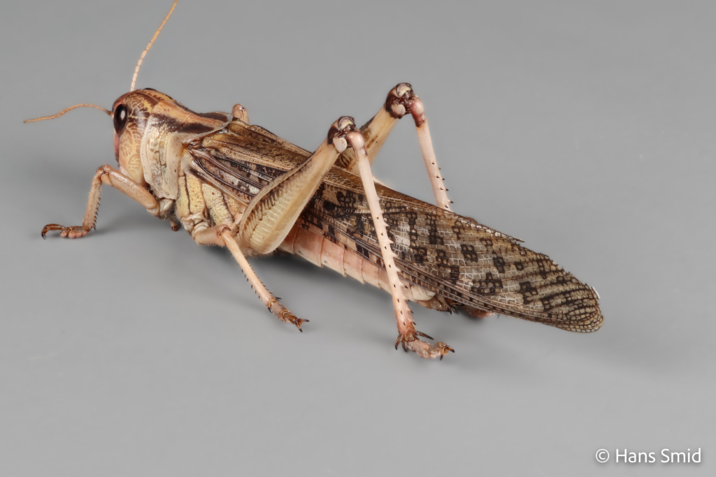 Locusta migratoria migratory locust grey background 007 1