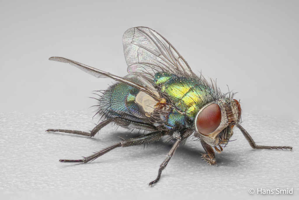 Lucilia sericata common green bottle fly adult 003