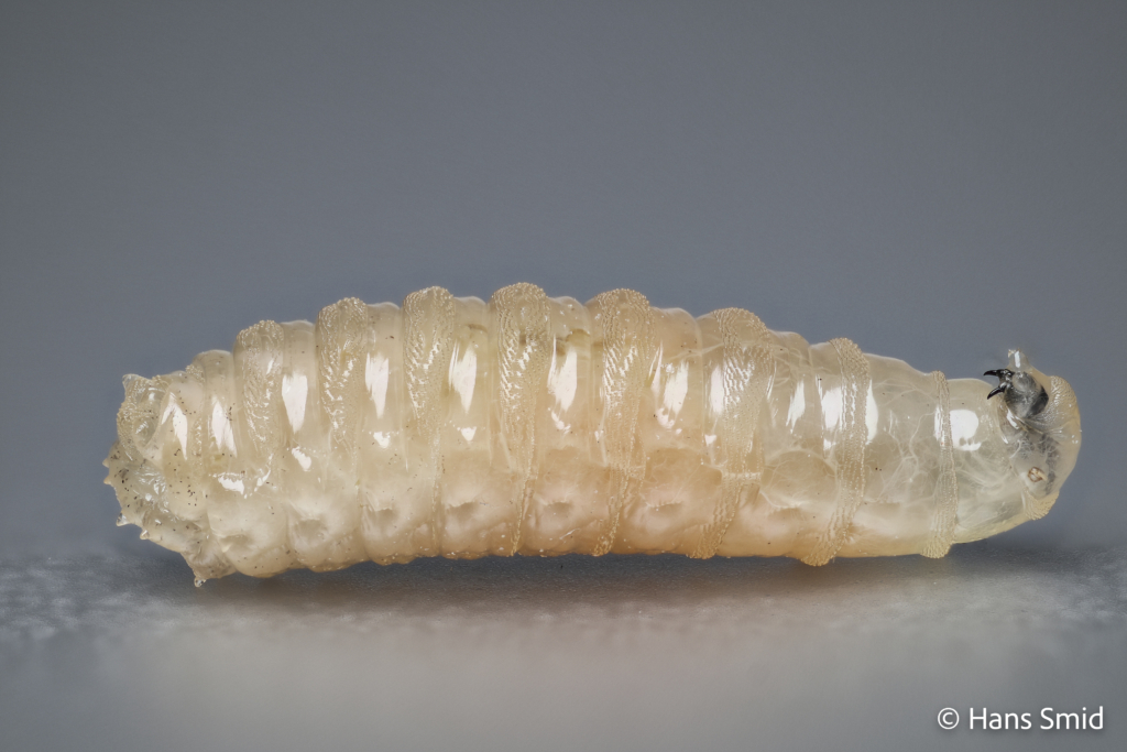 Lucilia sericata common green bottle fly larva 001