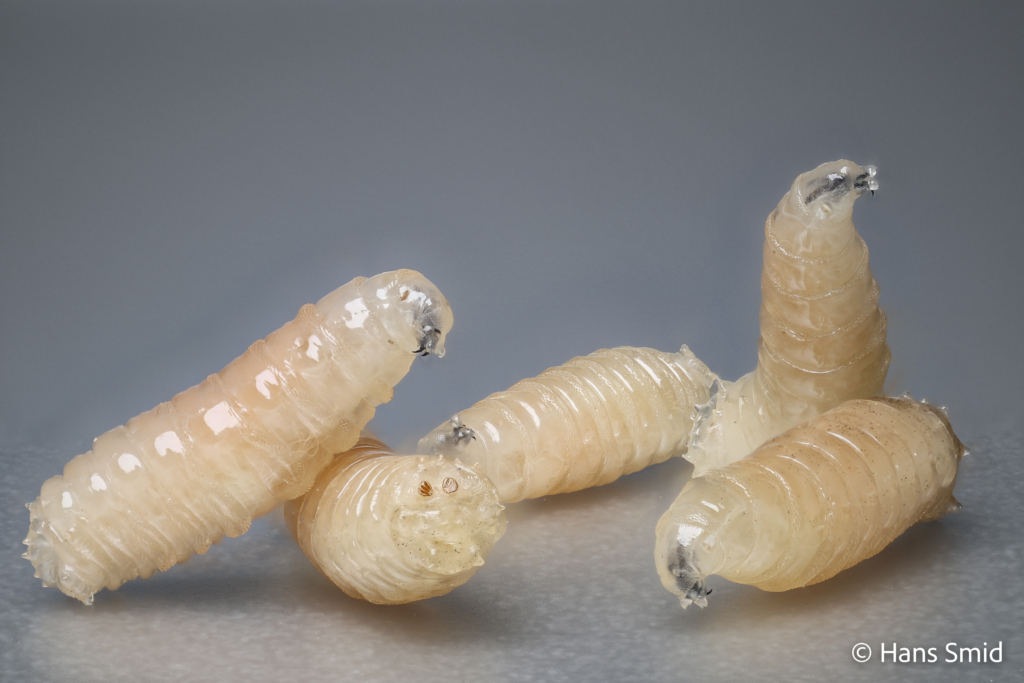 Lucilia sericata common green bottle fly larva 002