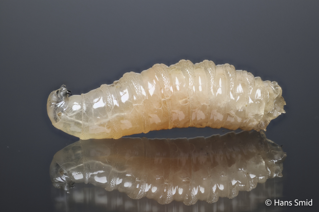 Lucilia sericata common green bottle fly larva 003