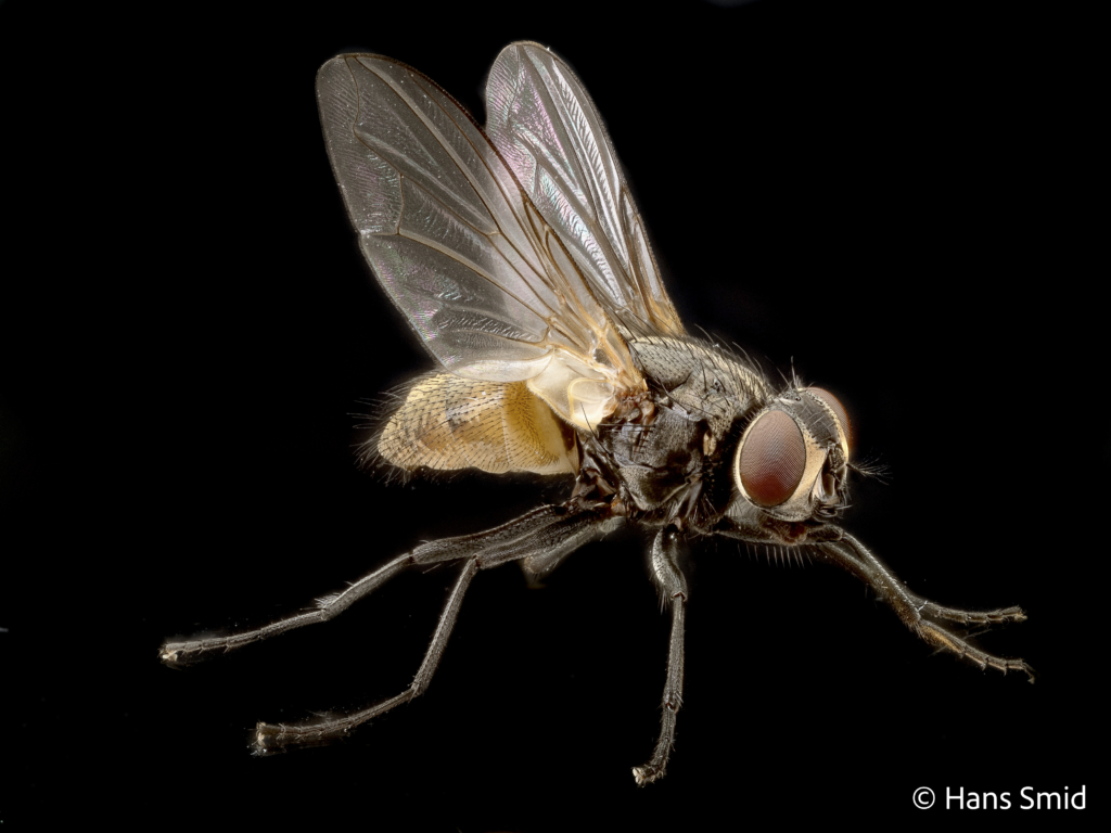 Musca domestica Housefly adult 002