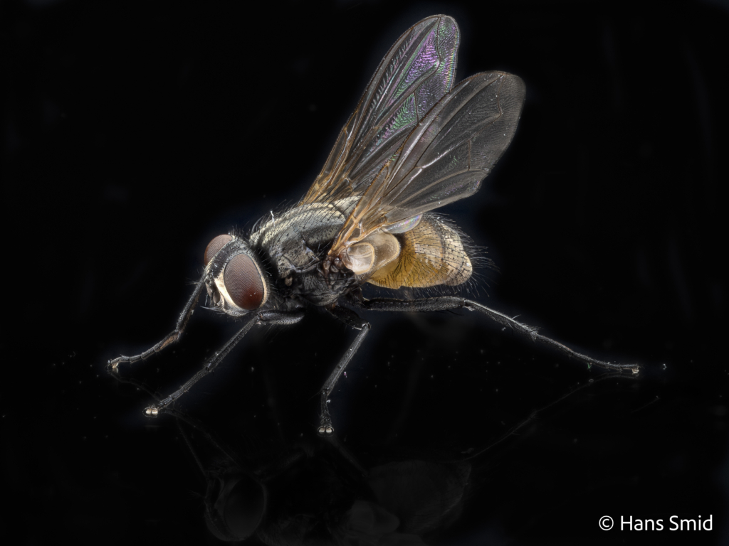 Musca domestica Housefly adult 003